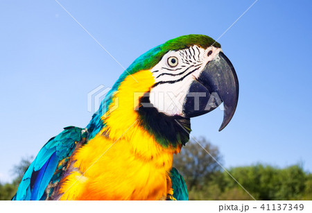 Head of Macaw at nature 41137349