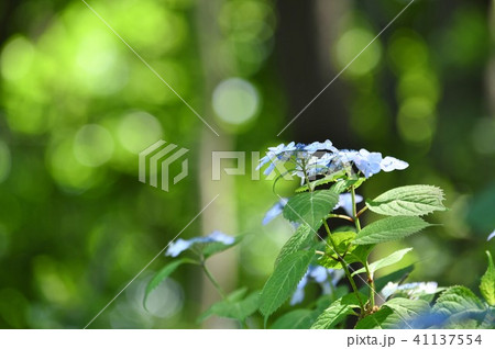 深山に咲く幻想的な紫陽花 41137554