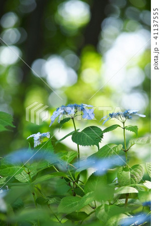 深山に咲く幻想的な紫陽花 41137555
