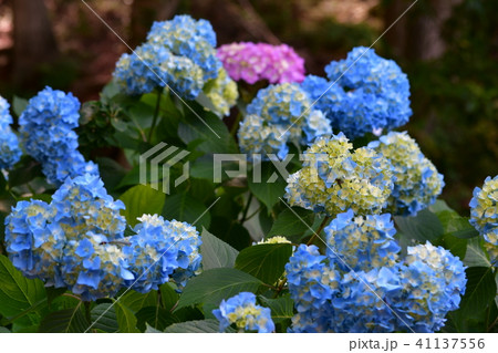 咲き始めの色鮮やかな紫陽花 41137556