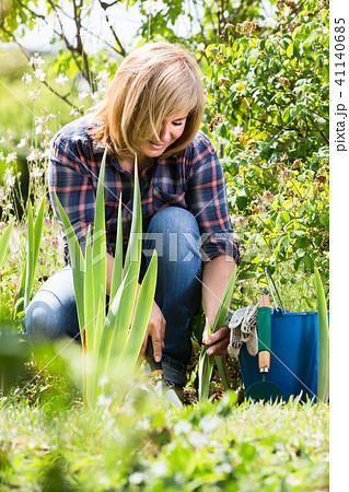 mature woman planting lily in garden. mature woman planting lily in garden. 41140685
