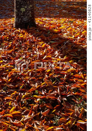 落葉 落葉 41140828
