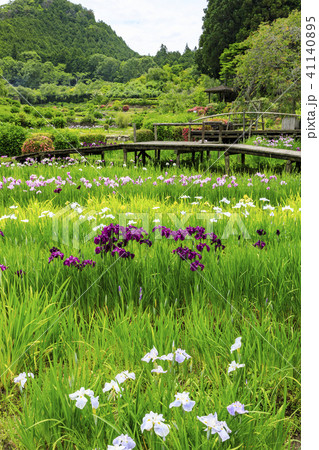 滝谷花菖蒲園 41140895