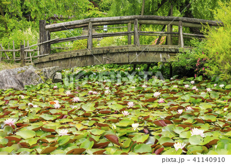 滝谷花菖蒲園 41140910