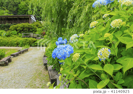 滝谷花菖蒲園 滝谷花菖蒲園 41140925