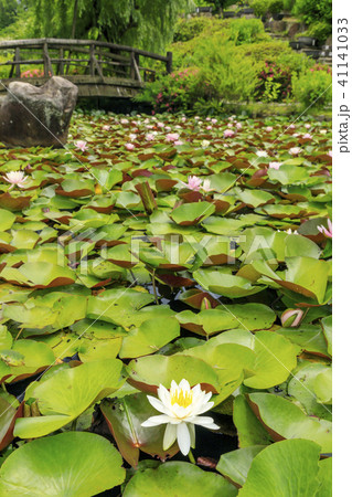 滝谷花菖蒲園 41141033