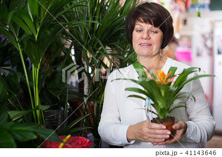 Customer choosing bromelia Customer choosing bromelia 41143646