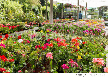 Flowers in greenhouse 41143696