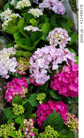 赤色 赤 赤い 41148078