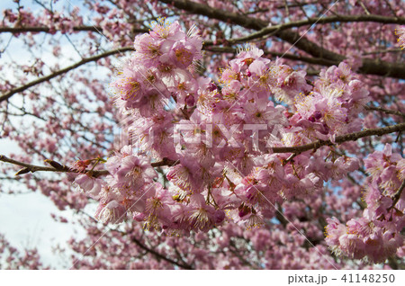 Closeup pink cherry under the sun Closeup pink cherry under the sun 41148250
