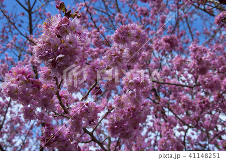 Closeup pink cherry under the sun Closeup pink cherry under the sun 41148251