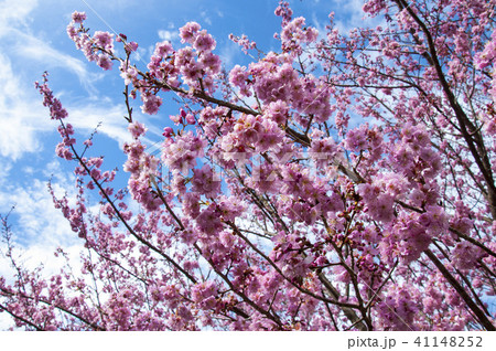 Closeup pink cherry under the sun 41148252