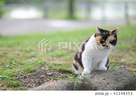 ネコ ネコ 41148353