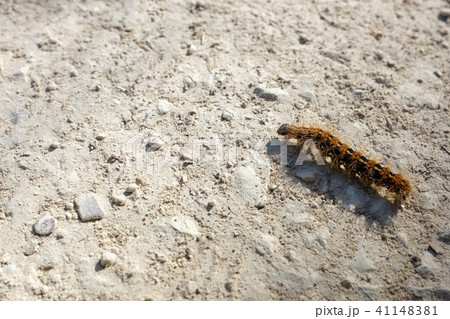 Caterpillar crawling on the ground, mopane worm 41148381