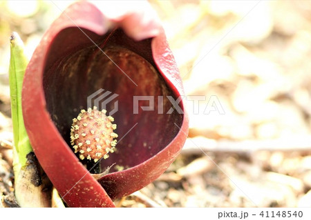 ザゼンソウ 41148540