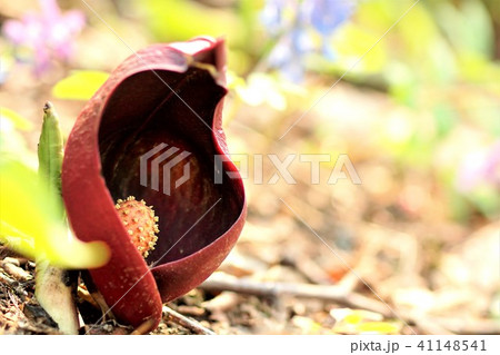 ザゼンソウ 41148541