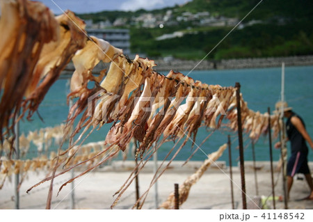 沖縄の烏賊 41148542