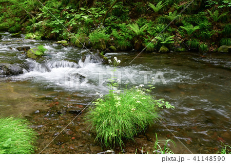 湯川の流れ 41148590