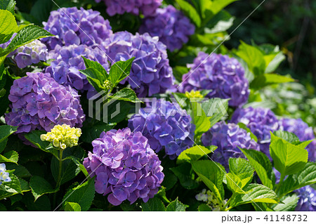 紫陽花 紫陽花 41148732