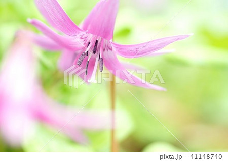 カタクリの花 カタクリの花 41148740