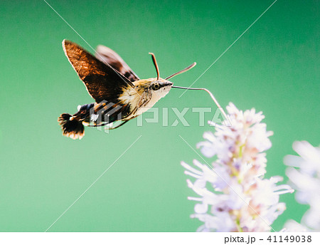 花の蜜を吸うエビ柄スズメの写真素材