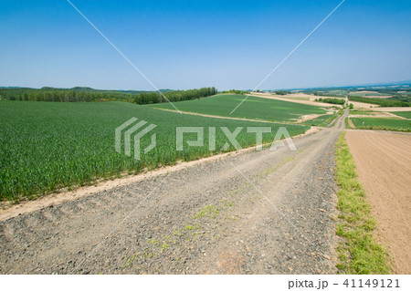 丘の風景 千望峠 美瑛 上富良野 富良野 丘の風景 千望峠 美瑛 上富良野 富良野 41149121