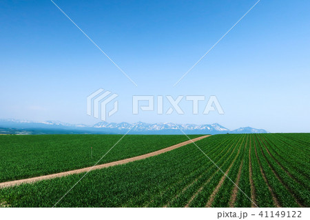 丘の風景 千望峠 美瑛 上富良野 富良野 丘の風景 千望峠 美瑛 上富良野 富良野 41149122