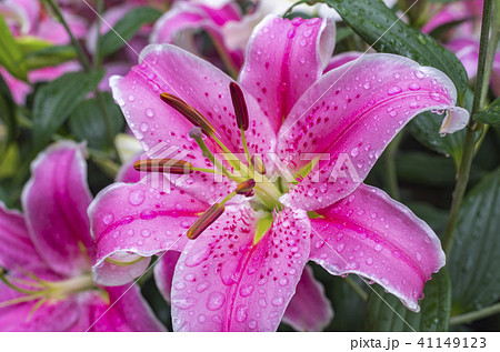 ユリ ユリ 41149123