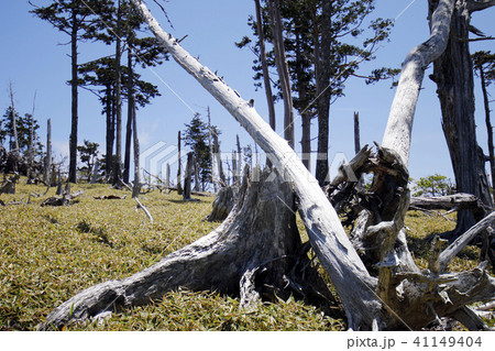 青空の大台ケ原 41149404