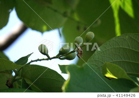 ハクウンボクの実 ハクウンボクの実 41149426