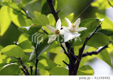 実生ゆずの花 41149492