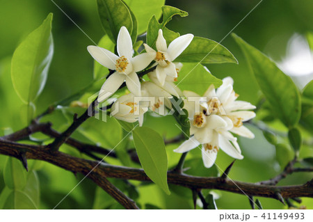 実生ゆずの花 41149493