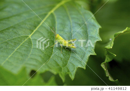 葉とバッタ 41149812