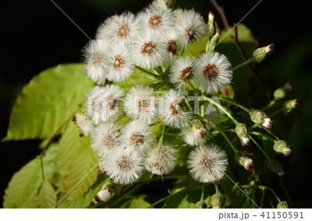 蕗の種（綿毛） 41150591