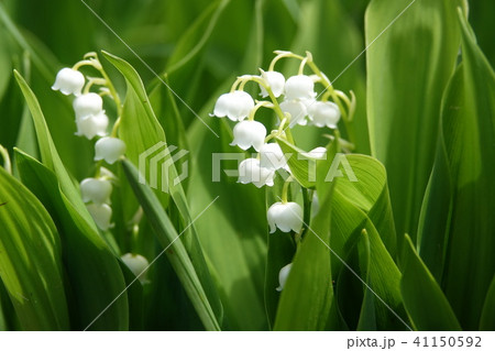 スズラン 41150592