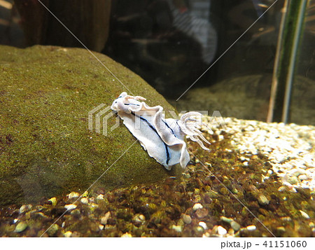 ウミウシ 41151060