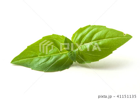 closeup of basil leaves on white background 41151135