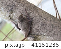 木に掴まるコウモリ 41151235