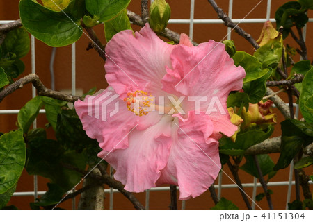 ハイビスカス《ピンク》 41151304