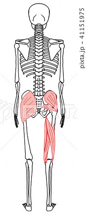 ハムストリングス 殿筋群のイラスト素材