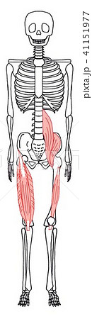 大腿四頭筋 腸腰筋のイラスト素材