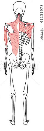 背筋群のイラスト素材