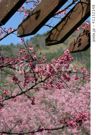 桜 さくら サクラ 41152148