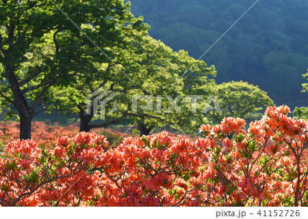 赤城山白樺牧場のツツジの写真素材