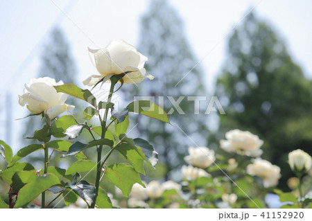 薔薇　レーシーレディ 41152920