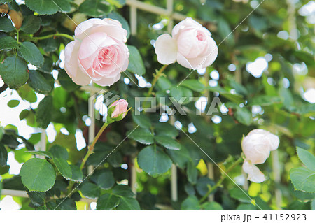 薔薇 シンデレラの写真素材
