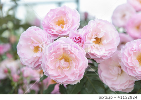 薔薇　ストロベリーダイキリ 41152924