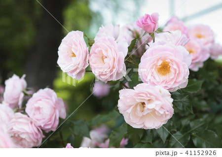 薔薇　ストロベリーダイキリ 41152926