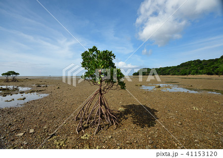 ヤエヤマヒルギ　1本　マングローブ　イメージ 41153120