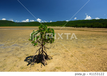 ヤエヤマヒルギ　1本　マングローブ　イメージ 41153122